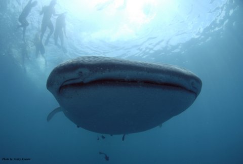 Whale Shark 1 with credits