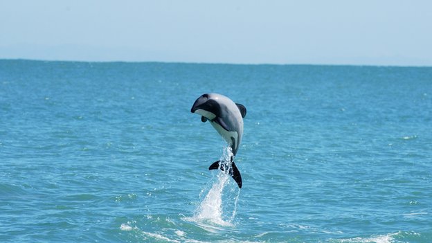 maui dolphin