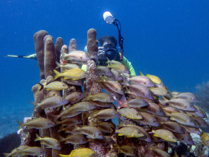 Schools of fish such as these grunts are a common sight on reefs