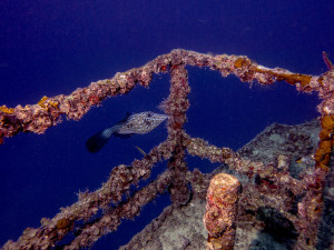 The growth on the USS Spiegel Grove, the 510-foot ship off Key Largo can be seen as this scrawled file fish swims by