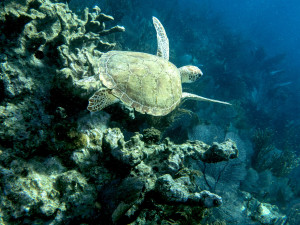 Everyone loves the turtles that live on Key Largo reefs 