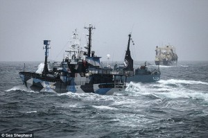 Sea Shepherd Boats