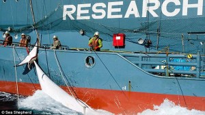 Sea Shepherd Jap Research