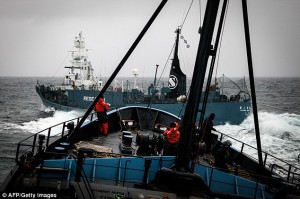 Sea Shepherd prepare to ram