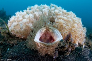 Hairy Frogfish, Lembeh, Indonesia, Canon 7d, Tokina 10-17mm, Nauticam Housing, Ikelite ds160-161, f9, 1/125th, ISO 200.
