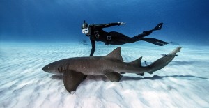Subgear Diver with 1 shark