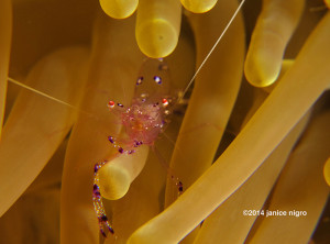 anemone shrimp K 4740 copyright