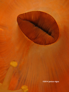 sun anemone 2 copyright