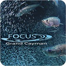 focus grand cayman logo