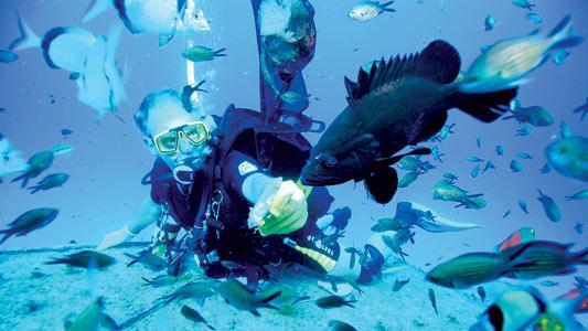 Bring back check-ups to reduce dive deaths, says Maltese physician