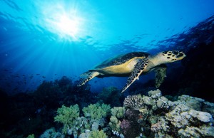 Egypte, mer Rouge, une tortue à écailles