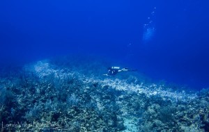 Damaged Coral Reef in Grand Cayman