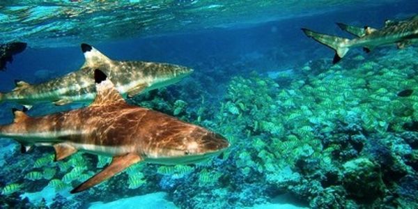Endangered sharks in Indonesia