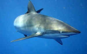 CMS Silky shark Sharks And Rays 