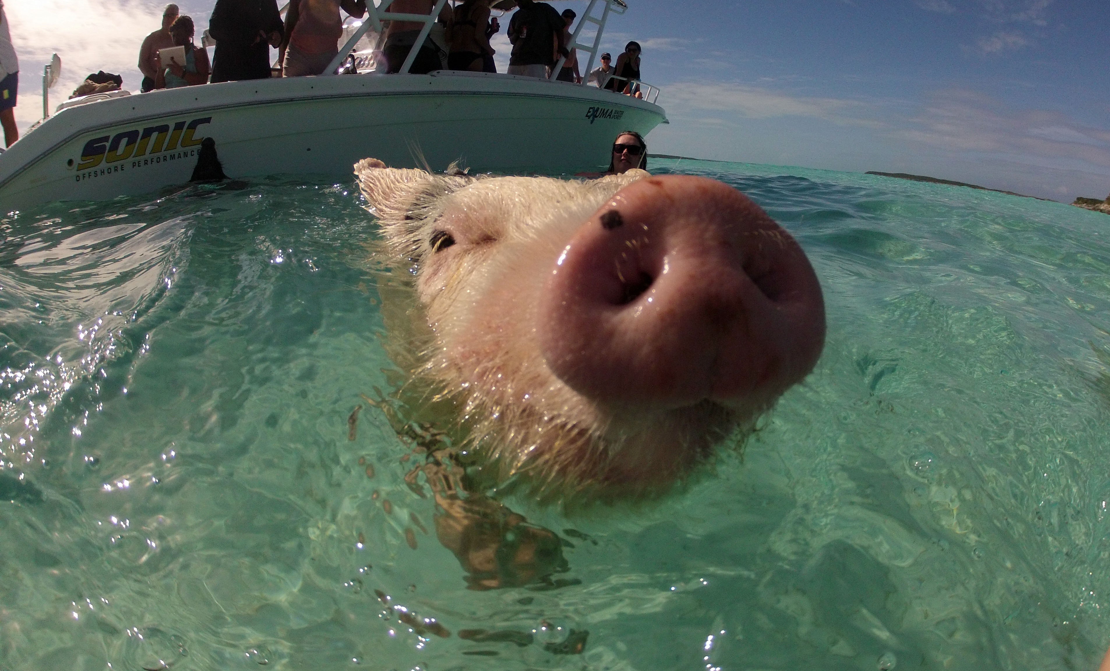Рыба свинья мужчина. Морская хрюшка. Крутая Свинка. Свинка плавает. Хрюшка в воде.