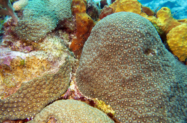 tam 2015-gorgeous coral (3)