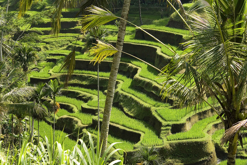 Serene beauty and abstract geometries in central Bali's paddy fields