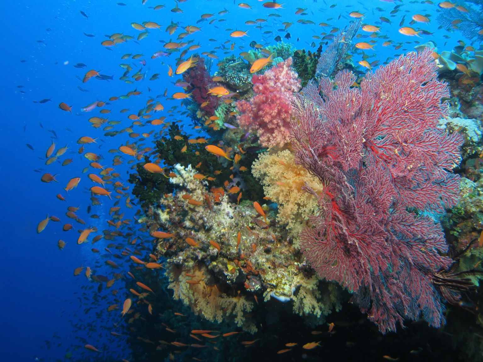 Кораллы Фиджи. Коралловые рифы Фиджи. Риф фото. Астролябский риф Фиджи.