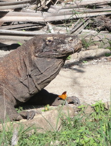 Komodo Dragon and Butterfly