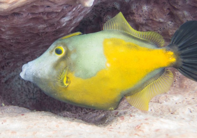 Gorgeous WhiteSpotted Filefish