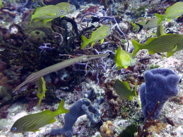 Trumpetfish are so awesome to see and watch…they are always hiding.