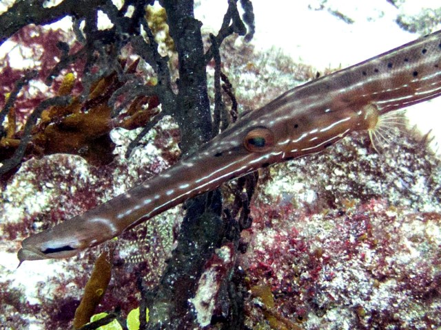 A close up of the Trumpetfish. See how well they blend in!