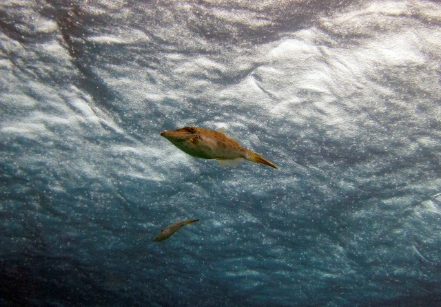 Scrawled Filefish were breeding…I have never seen so many of them!