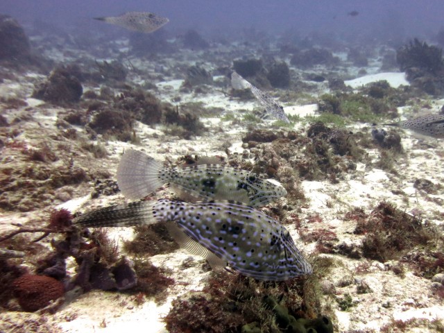 Look carefully….how many Filefish can you count??