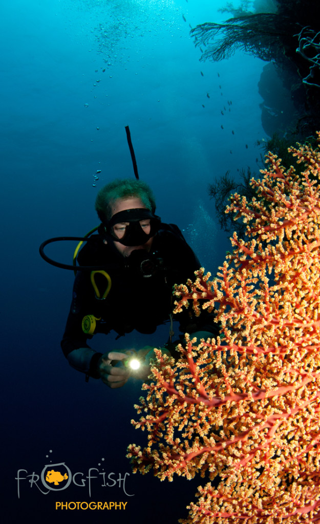 s_The wall on Mejangan Island is a real treat for coral enthusiasts