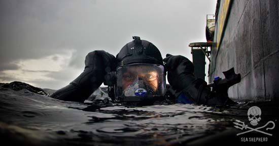 Sea Shepherd Dive