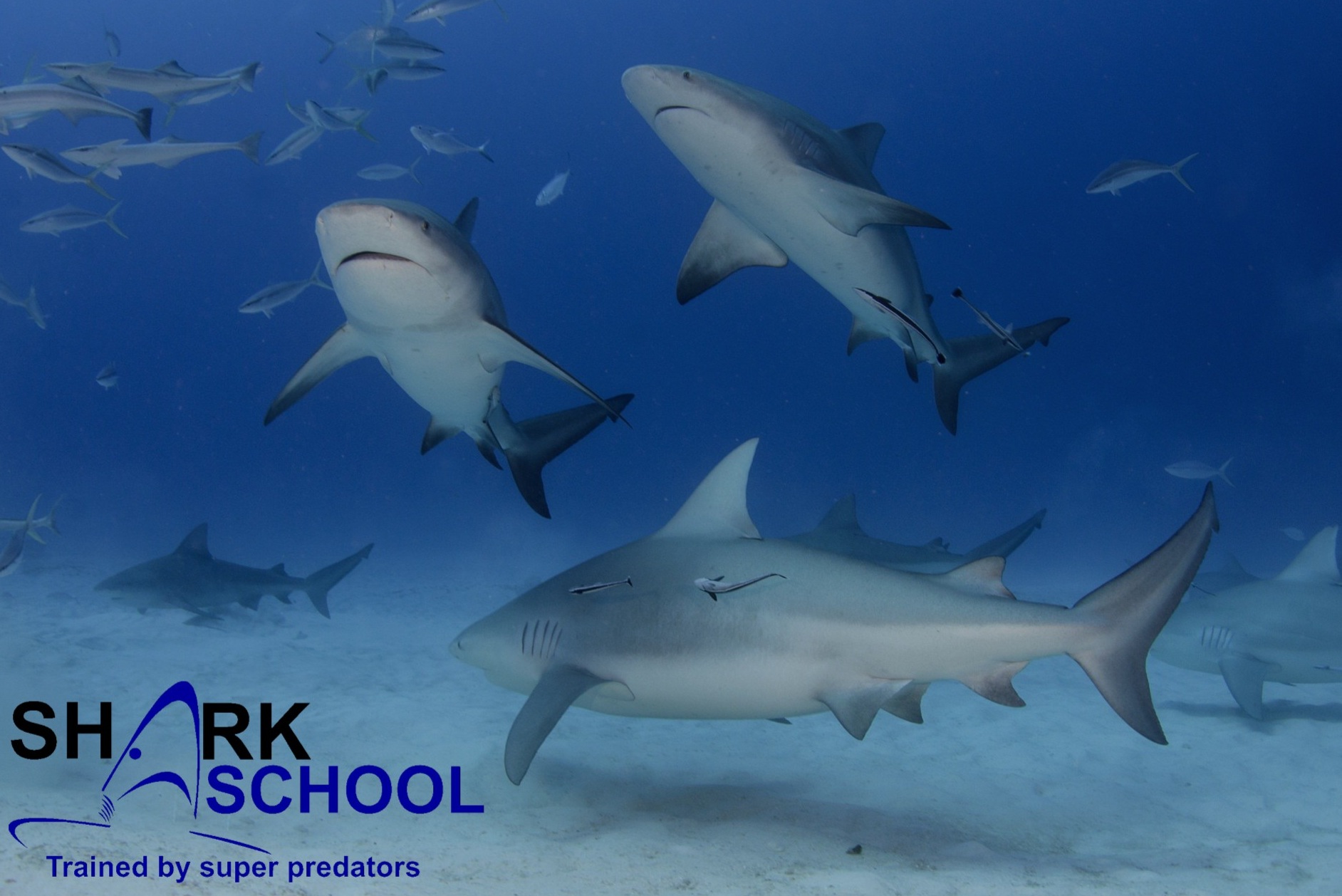 Sharkschool