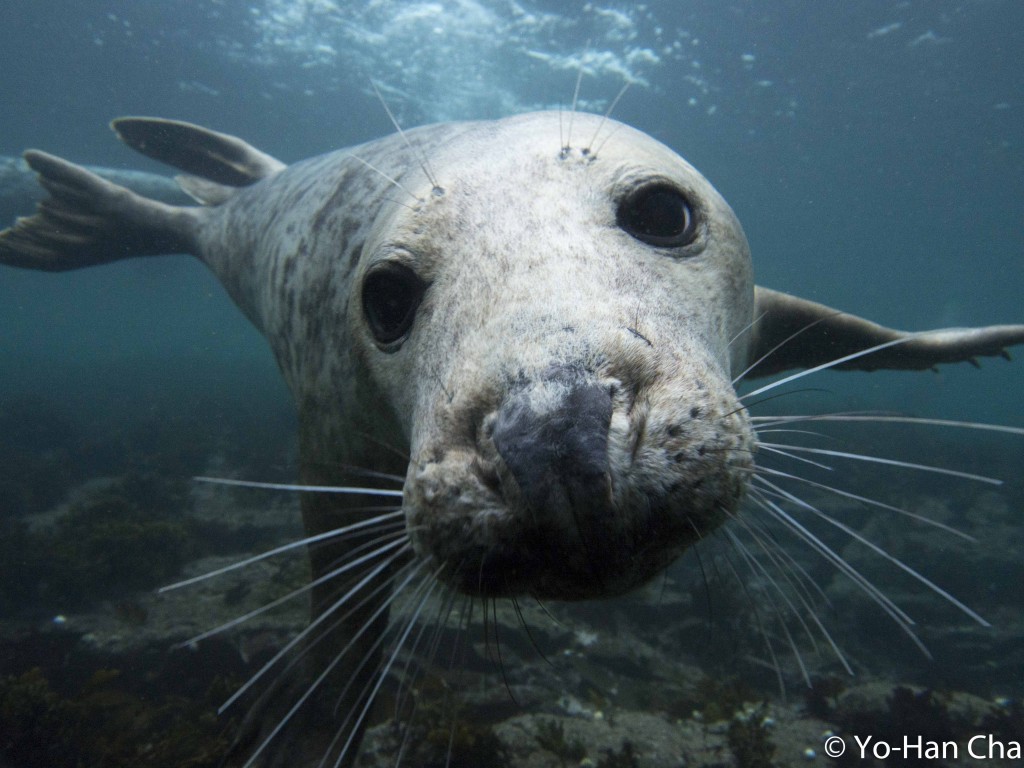 Northern Underwater Photography Group