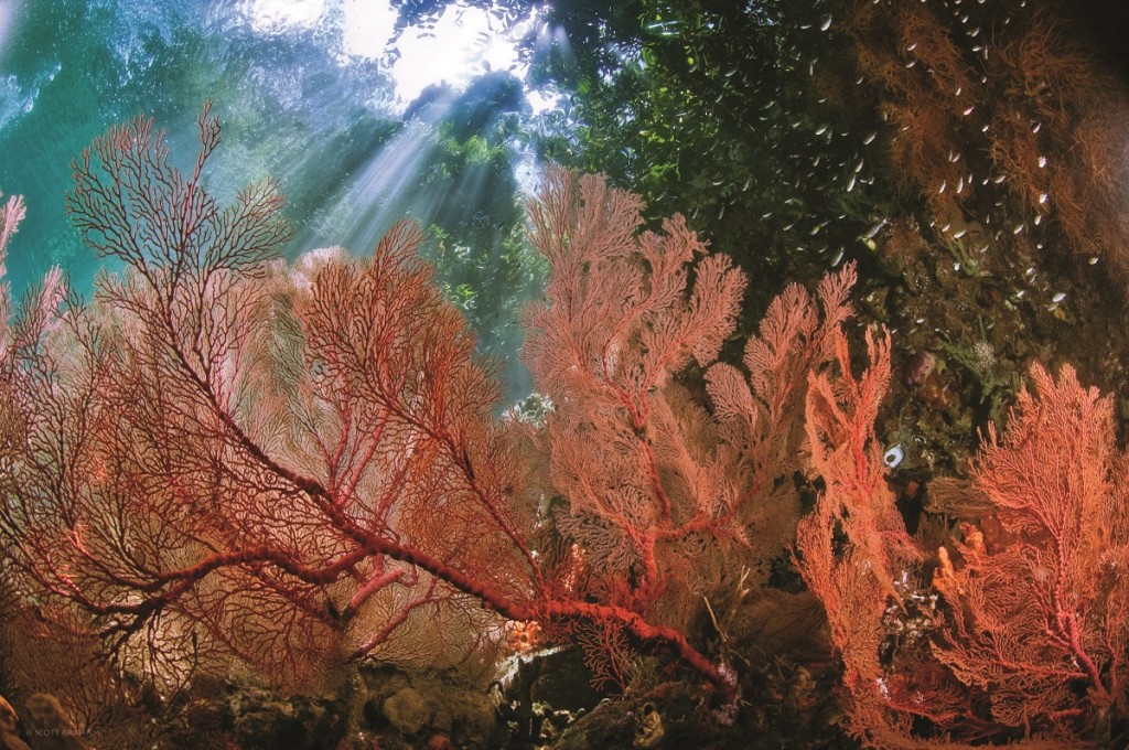 corals_2
