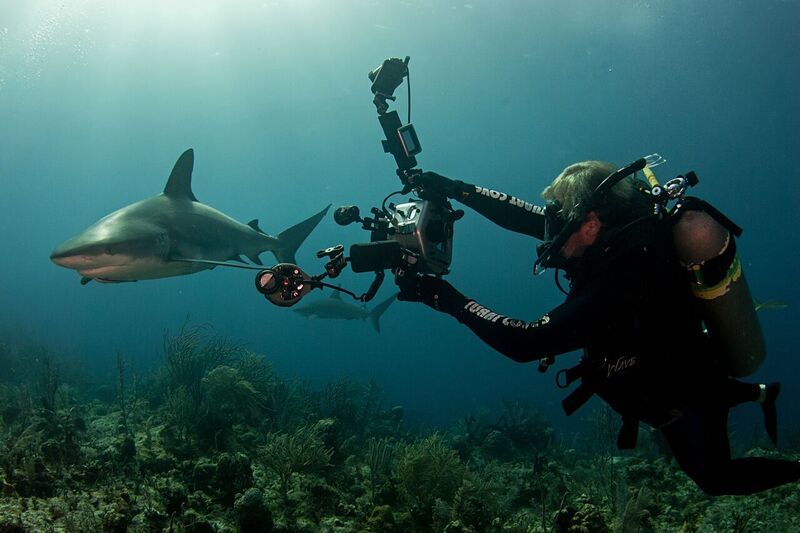World's Best Wildlife Dive Sites