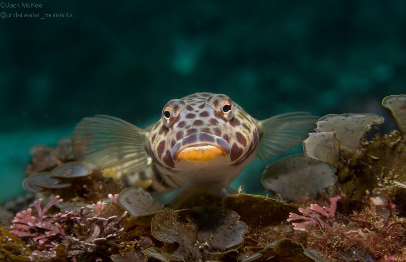 Underwater Photo Contest