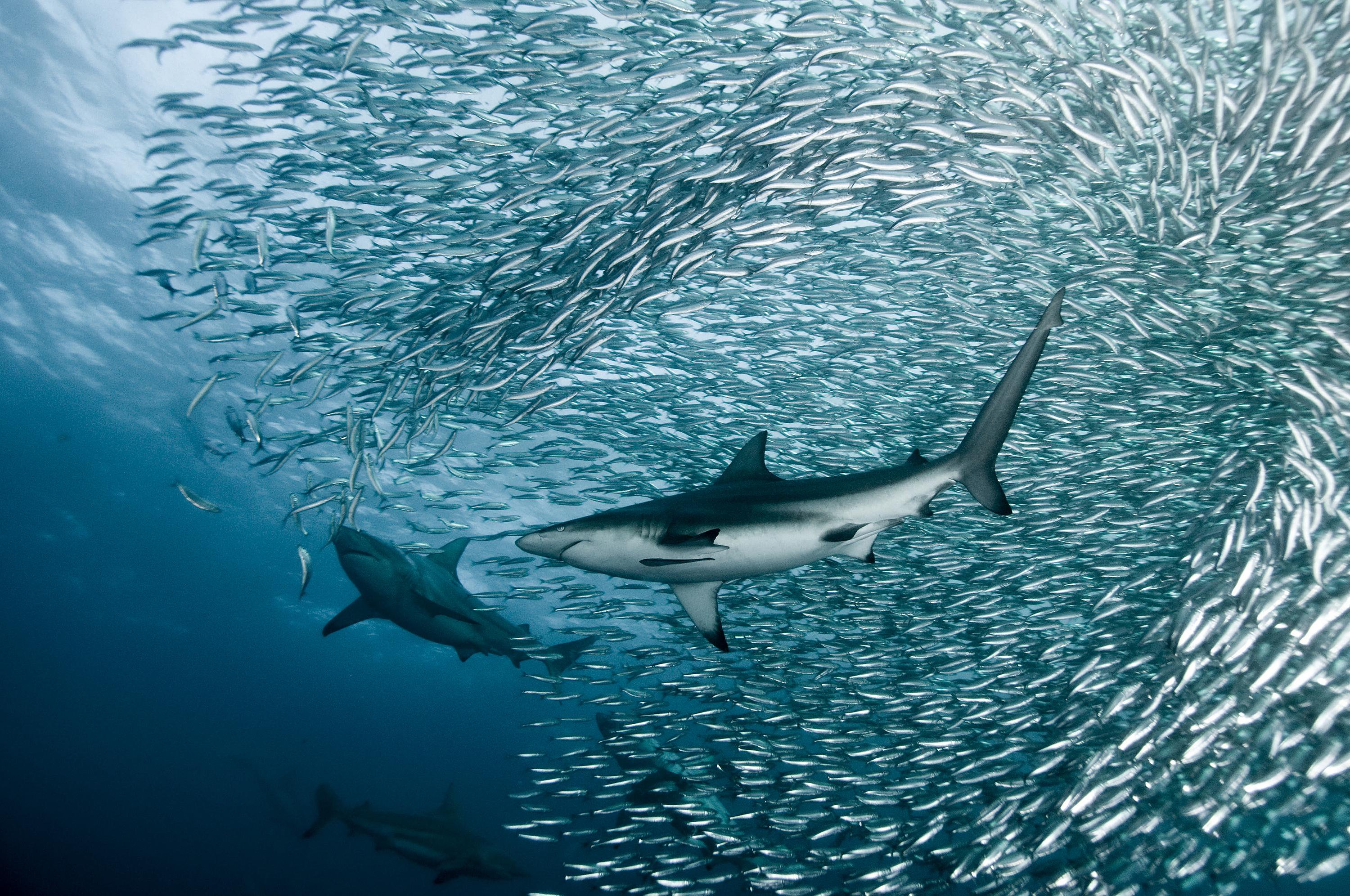dw_south_africa_sardines_sharks_scubaaddicts_credit_alex_safonov