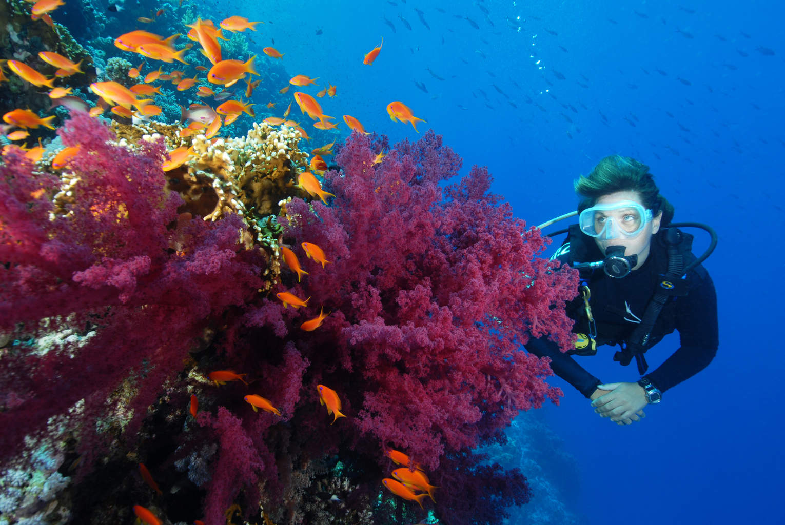 Sharm El Sheikh Is Open For Diving Says Camel Dive Club