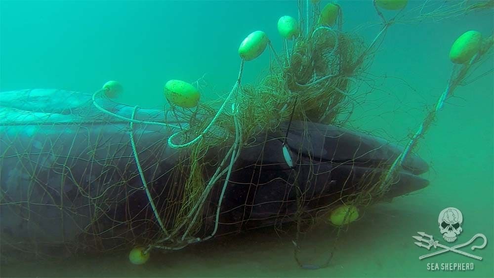 Sea Shepherd UK launch new Ghostnet Recovery speciality course