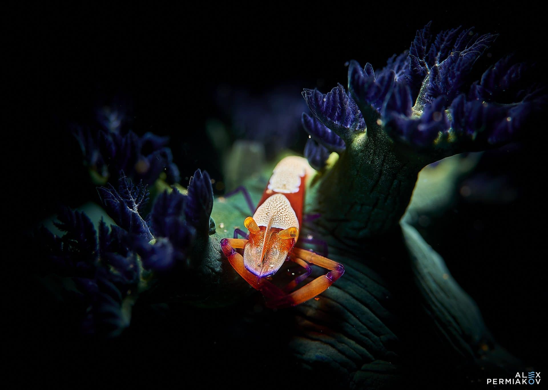 Photo of the Year 2019