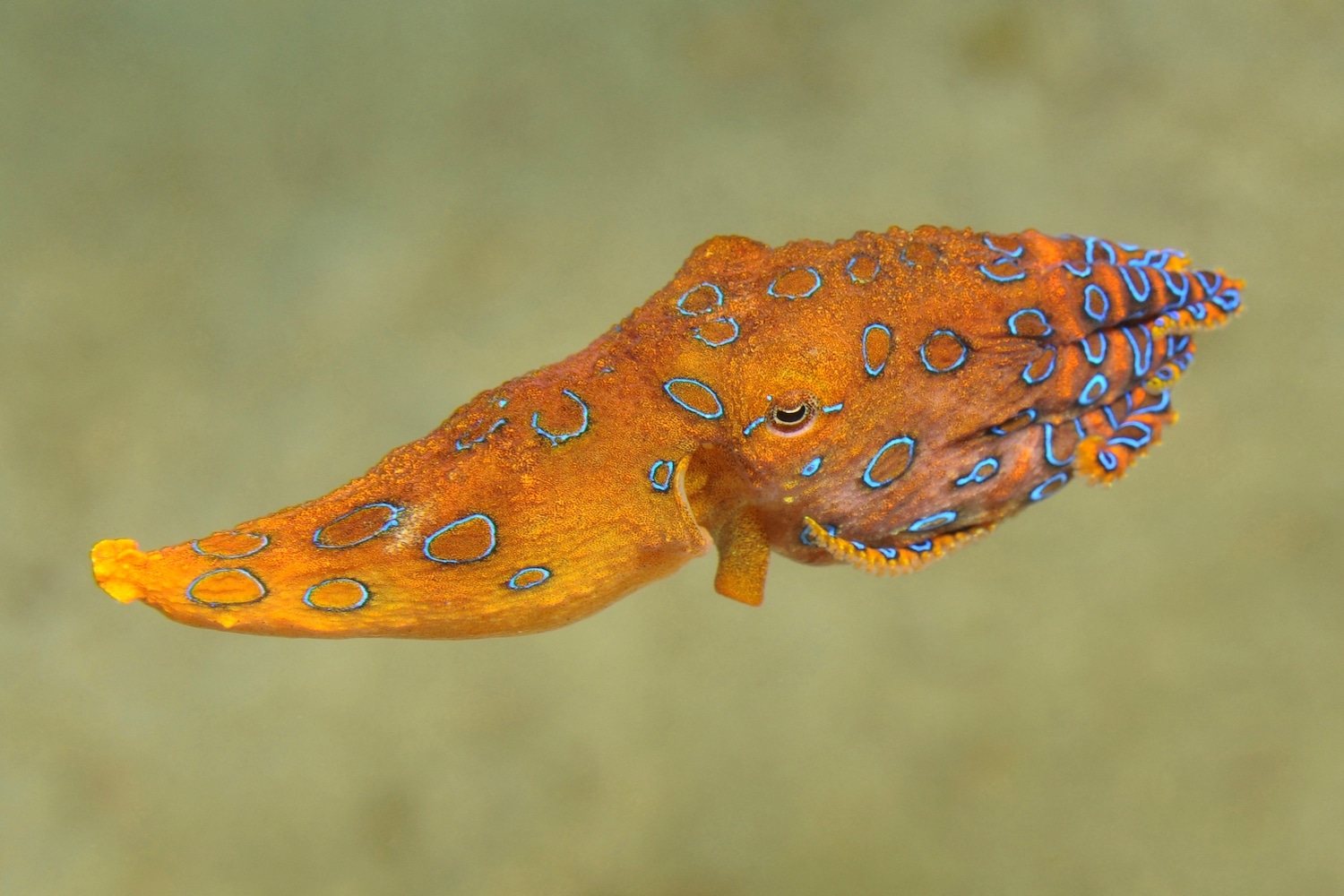The blue-ringed octopus: a beautiful but dangerous creature (Watch Video)