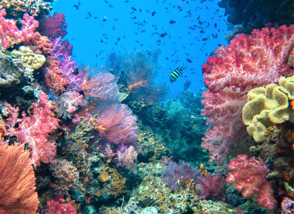 Ocean Ventures Fiji Launches Cutting-Edge Coral Reef Ecology Course