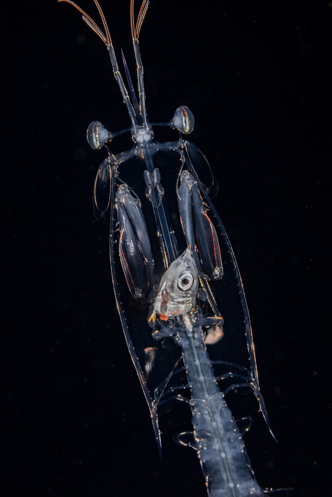 BW Feeding Mantis Larva RAM 1881 Scubaverse