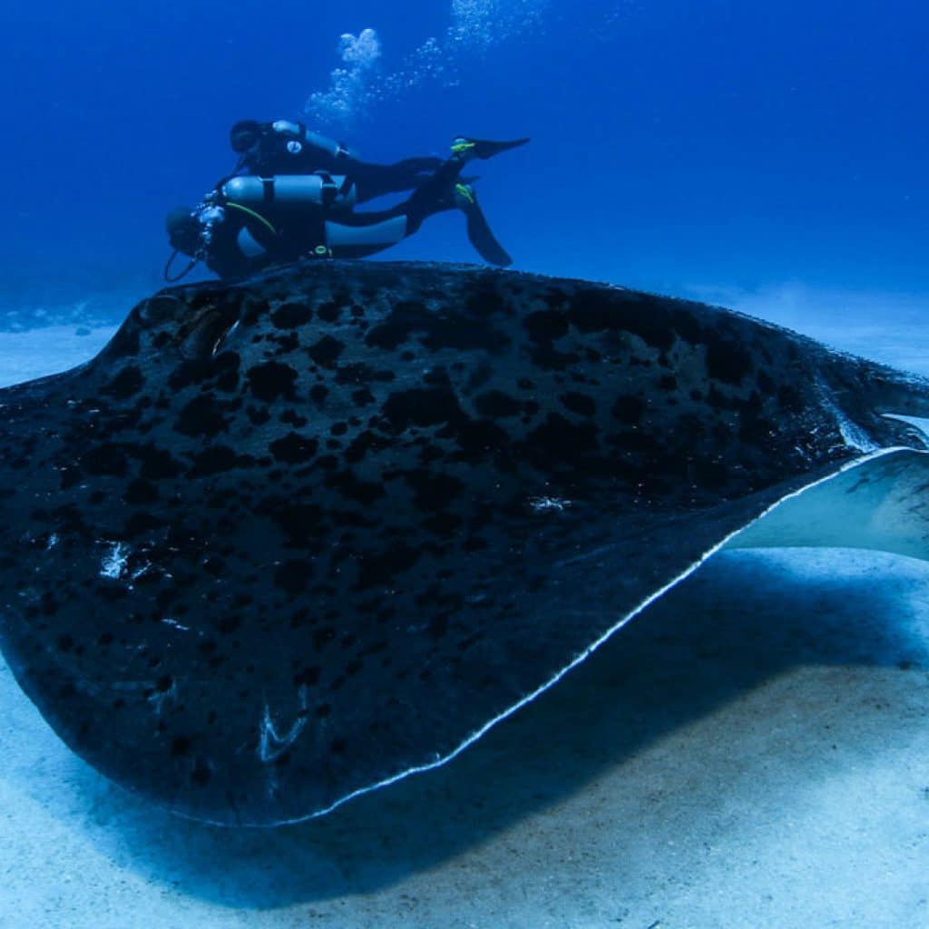 This image has an empty alt attribute; its file name is giant-stingray-1024x1024.jpg