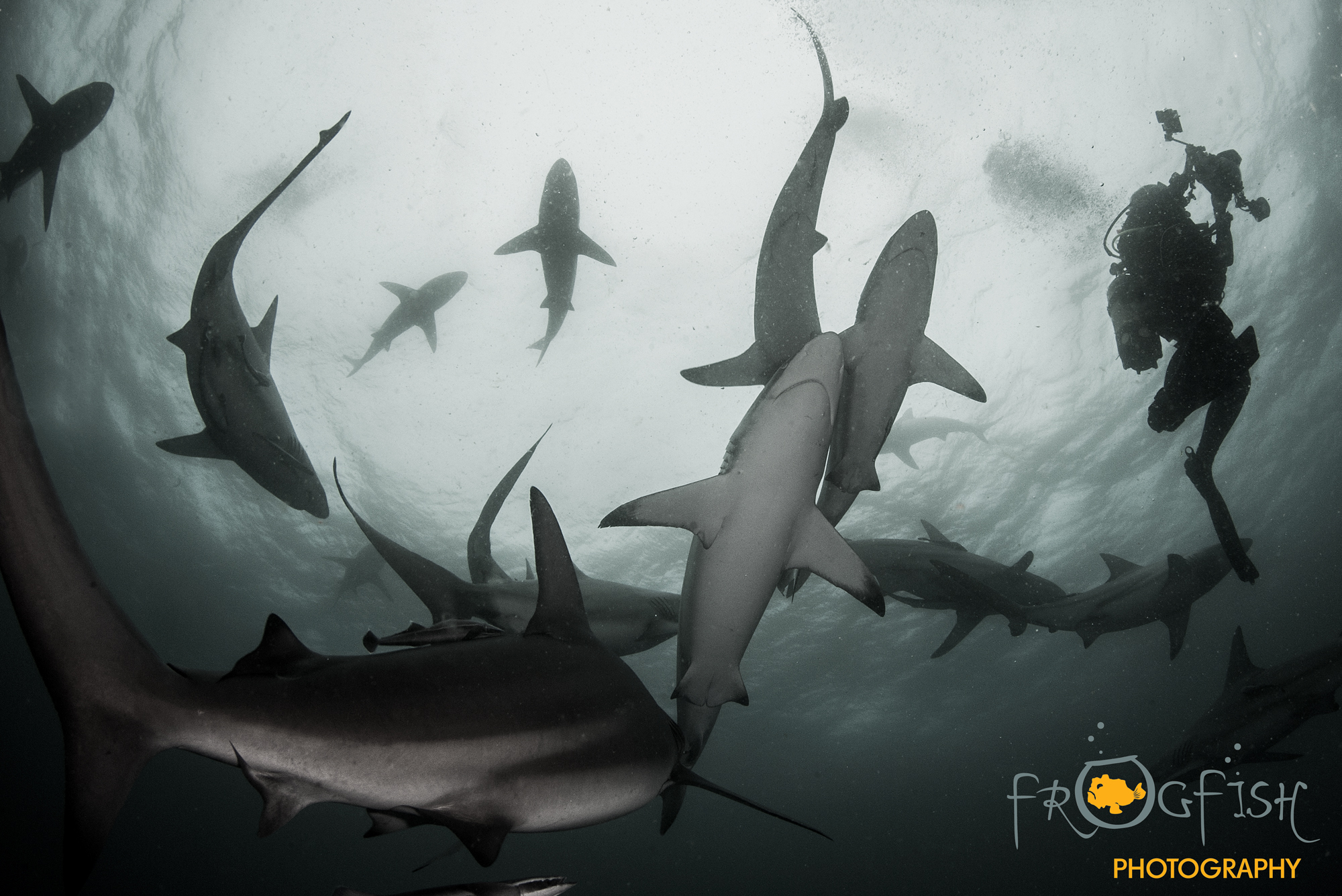Home - The Sharks Durban