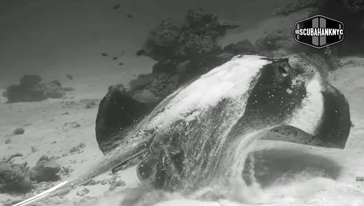 Black & White Underwater – Hank H