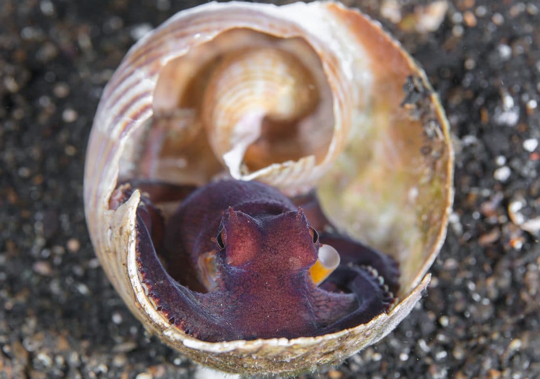 Coconut-Octopus-1100×772