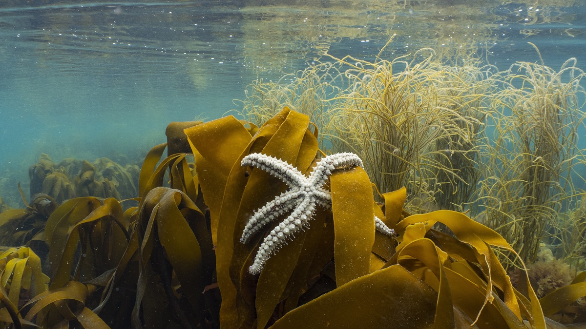 Spiny starfish up on kelp, Wembury 1
