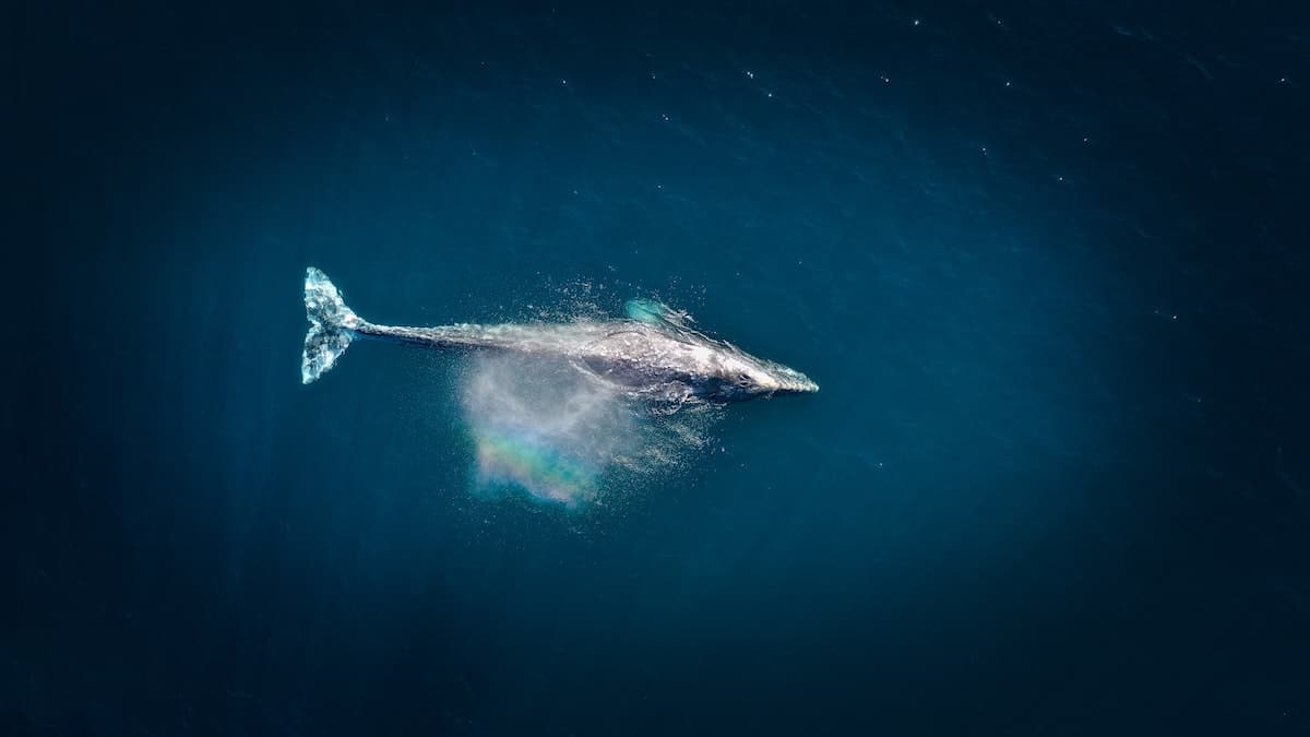 blue whale 1_