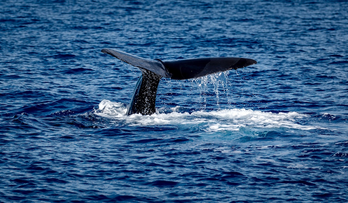 sperm whale dominica