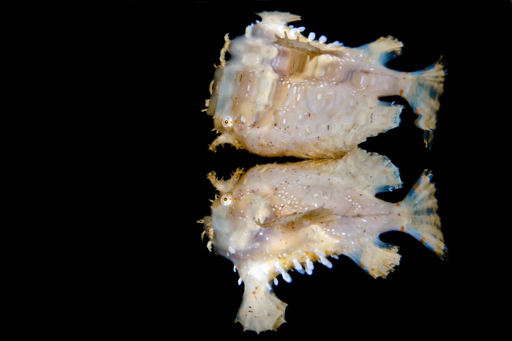 29_sargassumfish_michael-gallagher-scaled